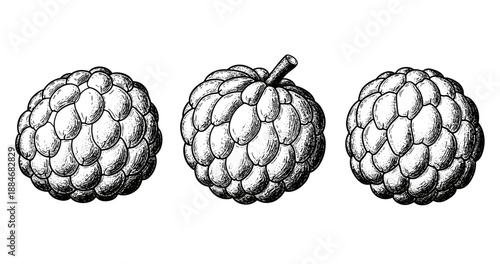 Vintage botanical drawings of three cherimoya fruits with detailed texture