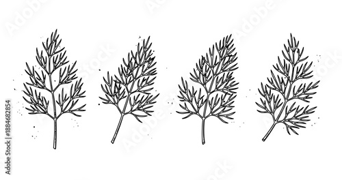 Hand-drawn dill herb sprigs on white background in ink style