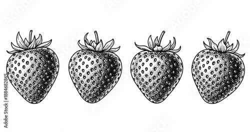 Vintage strawberry illustration in black and white line art