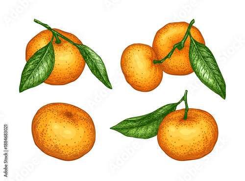 Mandarin set. Hand drawn tangerine illustration