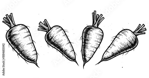 Hand-drawn carrots: black and white vegetables illustration