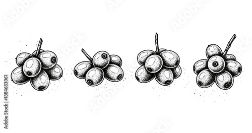 Vintage black and white ink drawings of grape clusters on white background