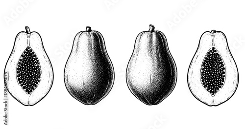 Hand-drawn papaya illustration showing whole and halved fruit with seeds