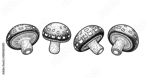 Detailed black and white sketch of mushrooms with unique patterns