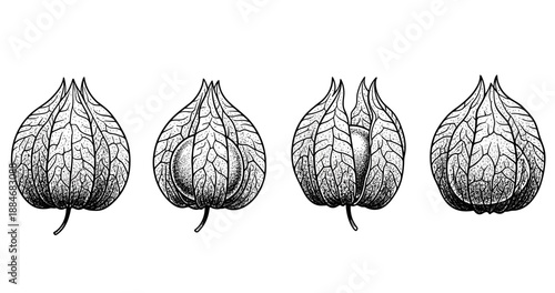 Detailed illustration of whole and split physalis berry shells in black and white