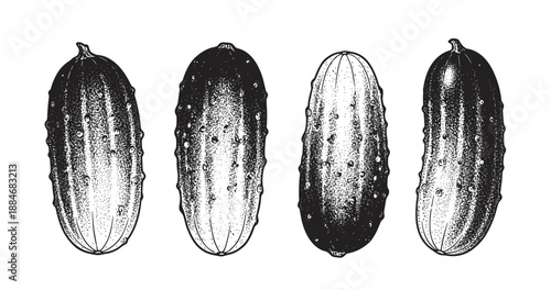 Vintage style engraving of cucumbers with detailed texture