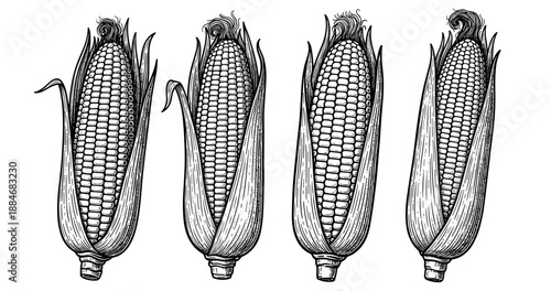 Detailed black and white illustrations of maize ears with husk
