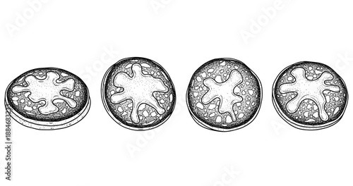 Hand-drawn abstract tomato slices illustration in black and white