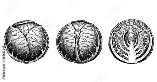 Hand-drawn black and white cabbage illustrations: whole, halved, and cross-section views