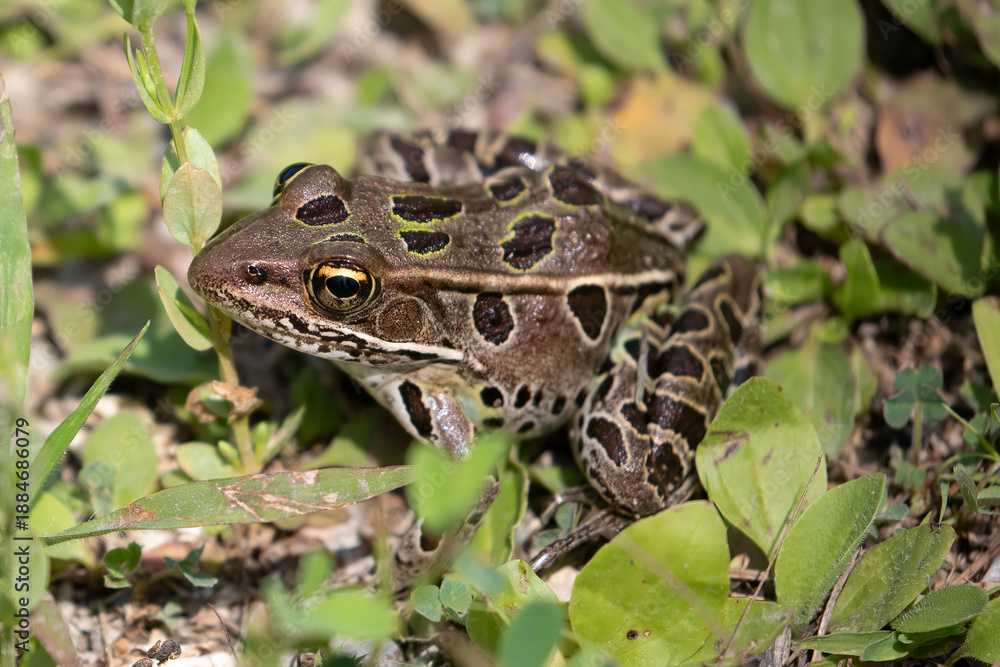 Obraz premium Northern Leopard Frog, Lithobates pipiens