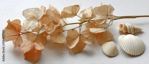 Dried flowers and shells are placed on a white surface with open space for additional text or design elements