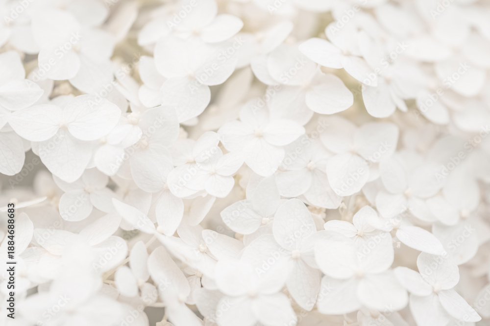 Fototapeta premium White hydrangea flowers close-up, wedding card, trendy color of the year 2026, cloud dancer