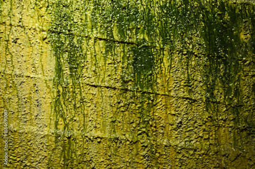 Close-up detail of ancient Roman wall at Herculaneum covered in green moss and algae showing weathered stone brick texture and moisture preservation