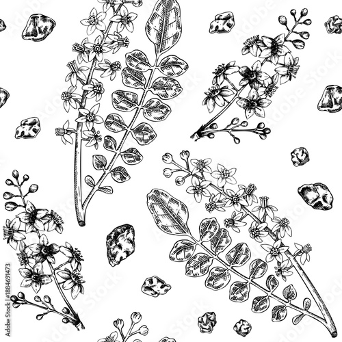 Frankincense tree hand drawn vector illustration. Boswellia Sacra with resin. Aromatic plant seamless pattern. Vintage botanical background. Not AI Generated