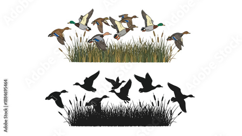 A flock of ducks taking flight over reeds presented in color and silhouette