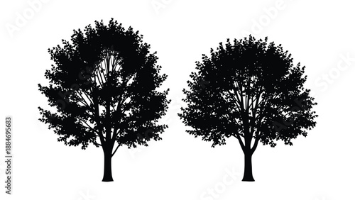 Silhouetted trees against a white background showcasing natural forms and stark contrast
