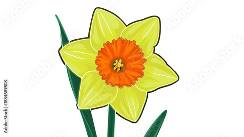 Closeup of a vibrant yellow daffodil flower with orange center