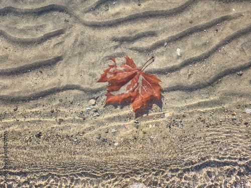 Red leaf in clear lake water