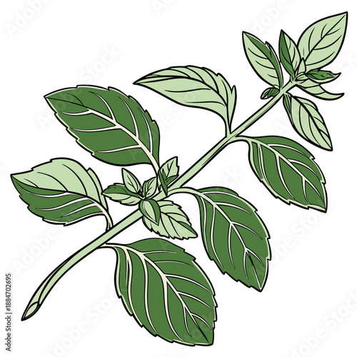 Fresh Green Basil Leaves Macro Vector Illustration