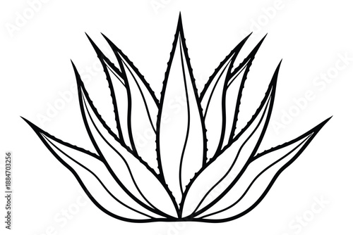 aloe vera silhouette line art vector illustration with a white background
