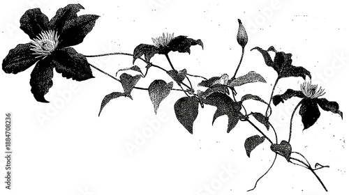 A black and white illustration of a flowering vine, detailed with blossoms, leaves, and buds