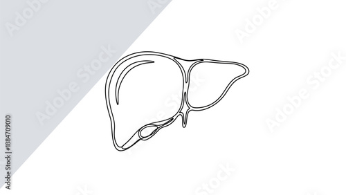 Vector Illustration of a Human Liver Organ Diagram