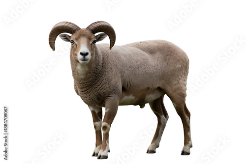 Standing mouflon with horns