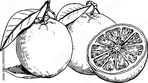 Black and white illustration of citrus fruit with leaves and one fruit halved, showcasing interior