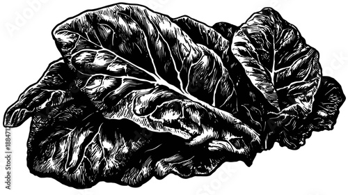 A black and white illustration of leafy greens with visible veins