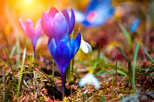 stunning mountains blooming  spring  purple flowers, fantastic macro photo of crocuses flowers in Carpathian mountains...exclusive - this image is sold only on Adobe stock