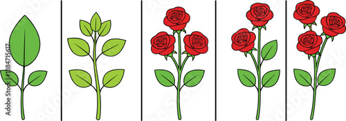 Growth stages of red rose flower from small leaf sprout and green stem to mature plant with multiple blooming roses isolated on whiteGrowth small leaf sprout and green stem to mature 