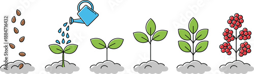 Growth stages of berry plant from seeds and watering sprout to mature bush with red berries isolated on white background flat vector