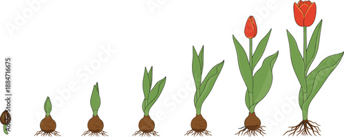 Growth stages of a tulip flower from bulb and sprout to blooming red tulip with green leaves and roots on white background