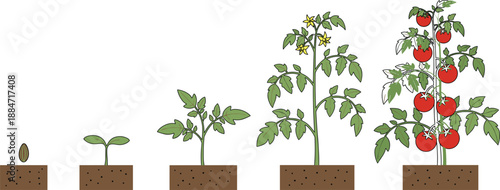 Growth stages of a tomato plant from seed to seedling and mature bush with red ripe tomatoes in soil isolated on white