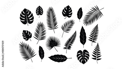 Vector Illustration of Various Black Tropical Leaves on White Background