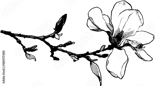 Black and white pen and ink drawing of magnolia flower and buds on a branch