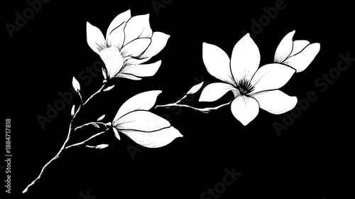 A white floral branch with large blooms and buds against a stark black background