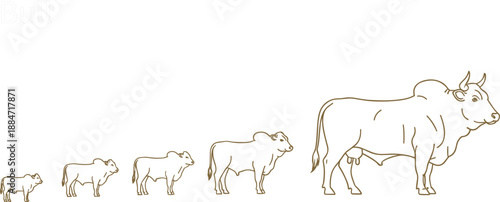 Growth stages of a bull from small calf to mature adult male cattle line art illustration isolated on white background flat vector