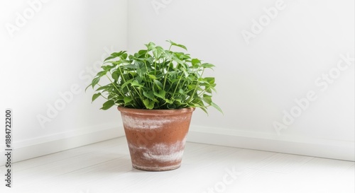 Potted Green Plant in Corner of Room, Minimalist Interior Decor, Natural Light