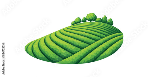 Flat vector illustration of single tea plantation hillside with smooth rows isolated on pure white slightly style high quality no texture no grain