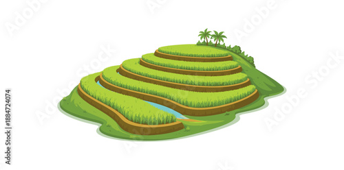 Flat vector illustration of single rice terrace hillside with curved steps isolated on pure white slightly style high quality no texture no grain