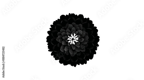A monochrome illustration showcasing a floral arrangement with dark petals and a white central core