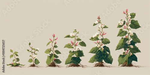 Transparent PNG available
Set of Veronica serpyllifolia (the thyme-leaved speedwell or thymeleaf speedwell) frontal isolated png on a transparent background 