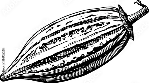 A black and white illustration of an elongated, ribbed vegetable with a stem