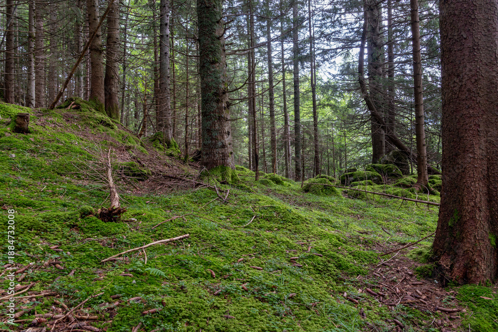 Obraz premium Dense forest floor with vibrant green moss covering Isenthal terrain