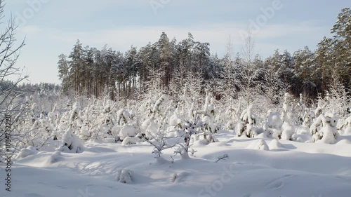 Young Fir trees covered with thick snow in sunny. Panning. Fairytale Winter Forest. 60 Fps. ProRes 422 HQ