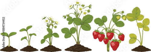 Growth stages of strawberry plant from green sprout and leaves to flowering white blossoms and mature red strawberries isolated on white background