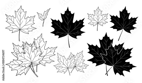 Black and white maple leaves vector collection isolated on white