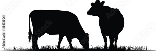 Cow silhouette grazing on grass, farm cattle animal pair in pasture isolated on white background vector illustration.