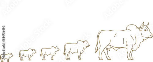 Growth stages of a bull from small calf to mature adult male cattle line art illustration isolated on white background flat vector